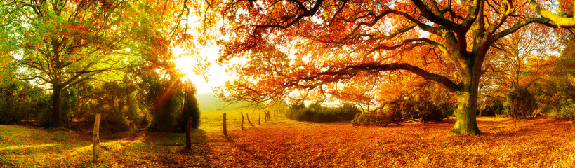 Fototapety  Jesienny krajobraz z lasem i łąką w jasnym słońcu
