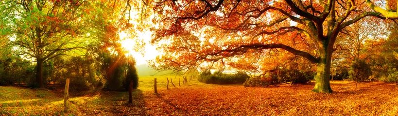 Fototapeten Landschaft im Herbst mit Wald und Wiese bei strahlendem Sonnenschein © Günter Albers