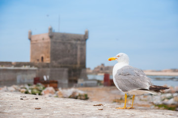 Essaouira is a port city and resort on Morocco’s Atlantic coast. Its medina is protected by 18th-century seafront ramparts called the Skala de la Kasbah, which were designed by European engineers. 