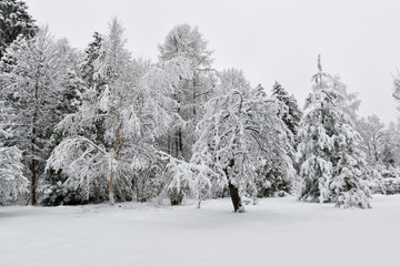 Trees under snow