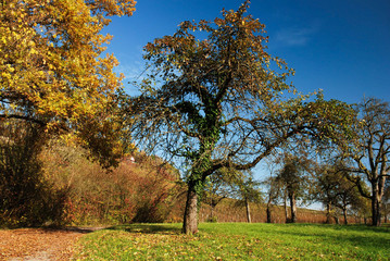 Fototapeta premium Goldener Herbst