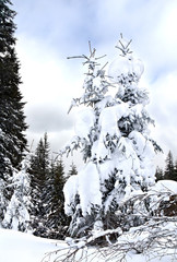 Winter forest of fir-tree. Fantastic snow figures on trees.