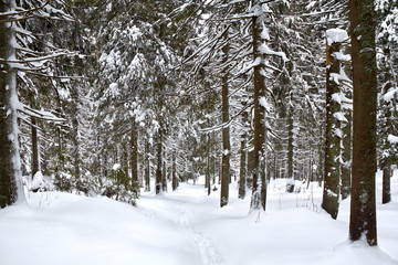 Path in winter fir-tree forest