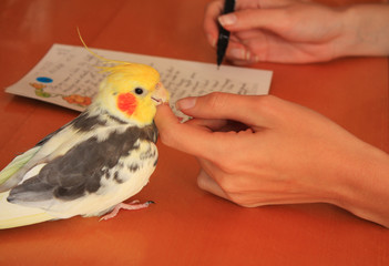 Fototapeta premium female hands with pen writing and playing with cockatiel, closeu