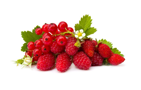 Wild strawberry, raspberry, redcurrants with leafs and flowers on a white background
