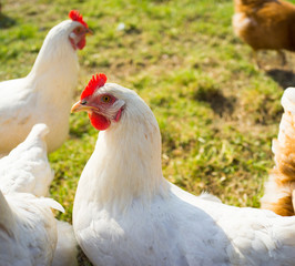 Free range foraging chickens at organic farm