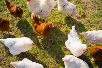Free range foraging chickens at organic farm