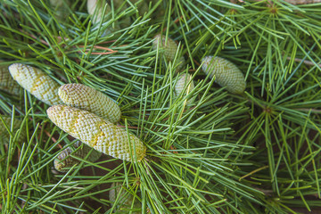 Himalaya pine branch with cones close up, selective focus point