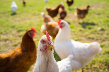 Free range foraging chickens at organic farm