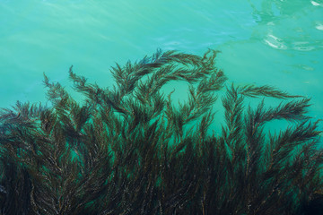 Algae and seaweed on the pier in the lagoon of Grand Canal in Venice, Italy.