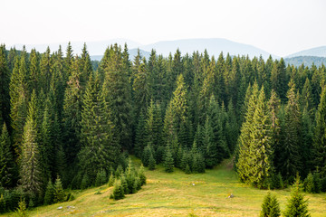 Fototapeta na wymiar colorful countryside view in carpathians