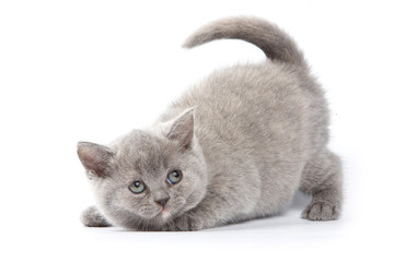 Funny kitten British cat (isolated on white)