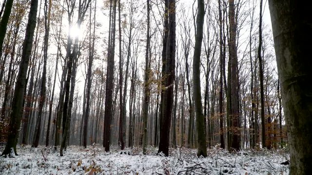 wienerwald im herbst mit schnee