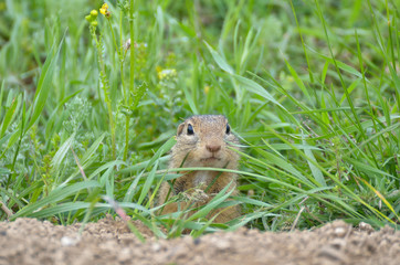 Cute European ground squirrel (Spermophilus citellus, Ziesel, Gopher