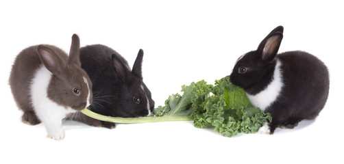 Three little rabbit eating kale leaf.  Isolated on white backgro