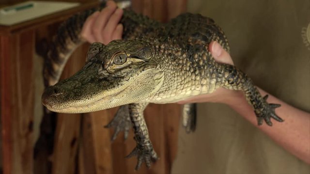 Person holding a juvenile American Alligator in southern Louisiana