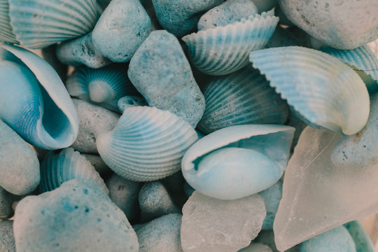 Fondo y textura de conchas. Textura de conchas marinas. Conchas azules. Conchas decorativas. Fondo de conchas azules.