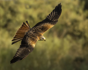 Milvus milvus, red kite © fsanchex
