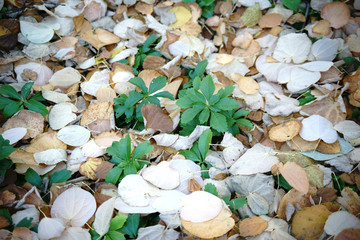 Blätterteppich im Herbst / Von schwachem Sonnenlicht beleuchtetes Unterholz einer Brike mit einem Blätterteppich gelber Blätter im Herbst.