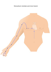acupuncture: meridian of the Pericardium and its inner branches