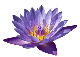 Photo sur Aluminium fleur de lotus Fleur de lotus violet gros plan sur fond blanc isolé