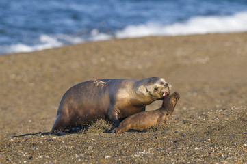 Sea Lion, Patagonia , Argentina