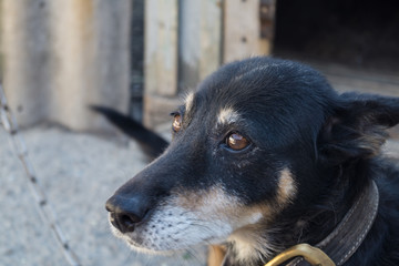 mongrel dog