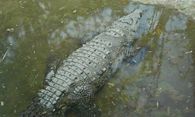 Crocodile