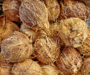 Farmers Market fresh Hawaiian Coconuts closeup