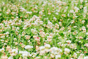Close-up meadow of white shamrocks flowered with sunlight