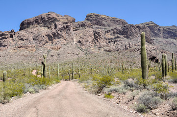 Gravel road at Organ Pipe Cactus National Park, Arizona (USA)