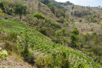 Fototapeta na wymiar Beans plantantion near Jalapa, Guatemala