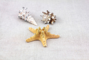 Fototapeta na wymiar SPA objects. Starfish and seashell background.