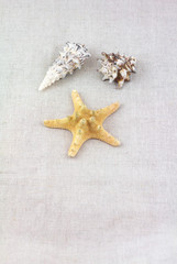 SPA objects. Starfish and seashell background.
