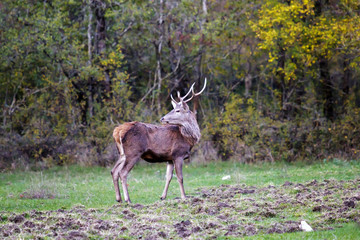 Young male deer on the prairie