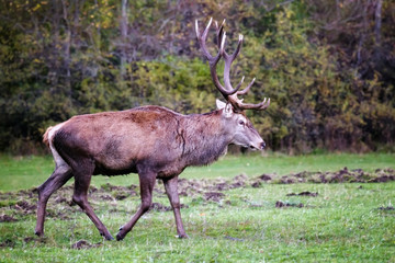 Male deer with big horns, walking in the prairie
