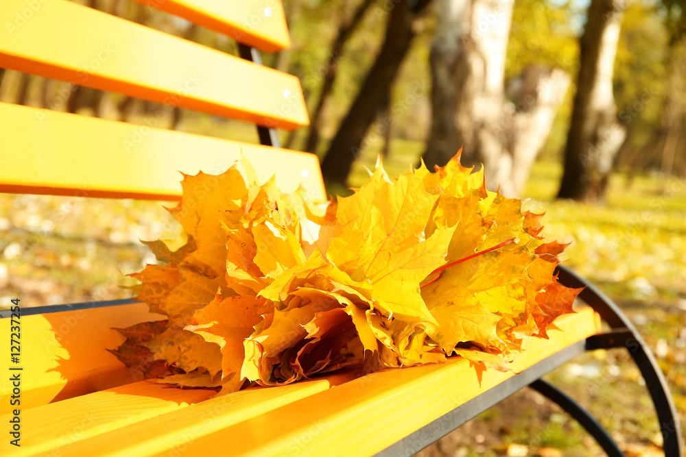 Canvas Prints bouquet of yellow maple leaves on bench in autumn park