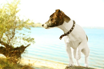 Funny Jack Russell terrier on fallen tree near river