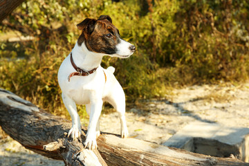Funny Jack Russell terrier on fallen tree branch outdoors
