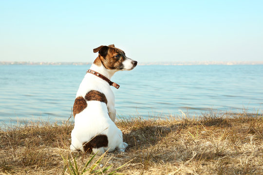 Funny Jack Russell Terrier Near River On Sunny Day