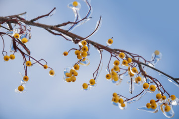 Bunch of rowan berries with ice crystals