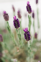 Close up of purple flowers of lavender plant against a white shingle wall