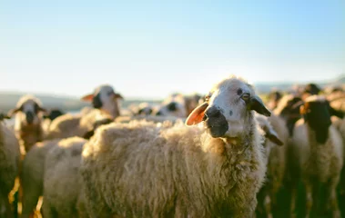 Crédence de cuisine en verre imprimé Moutons Herd of sheep