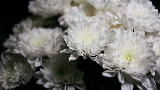 Bouquets of white flowers