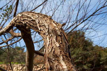 Fototapeta na wymiar bark of tree