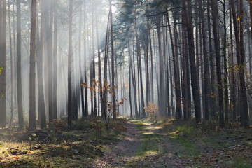 Mgła w lesie.