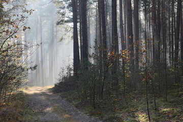Mgła w lesie.