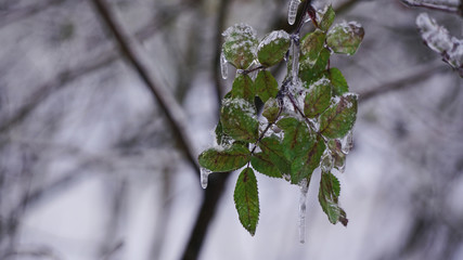 plant under the ice, berries under snow, winter landscape