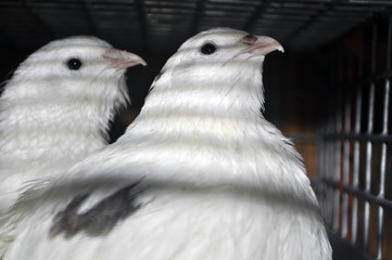 перепел в клетке