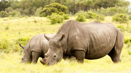Fototapeta premium Mom and Baby Rhino grazing in the field